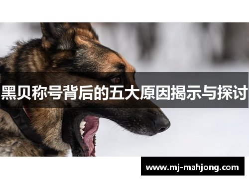 黑贝称号背后的五大原因揭示与探讨 黑贝称号背后的五大原因揭示与探讨